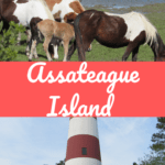Explore Assateague Island pony and lighthouse