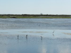 Some of the many Assateague Island Birds