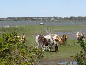 Assateague Island Chincoteague Ponies