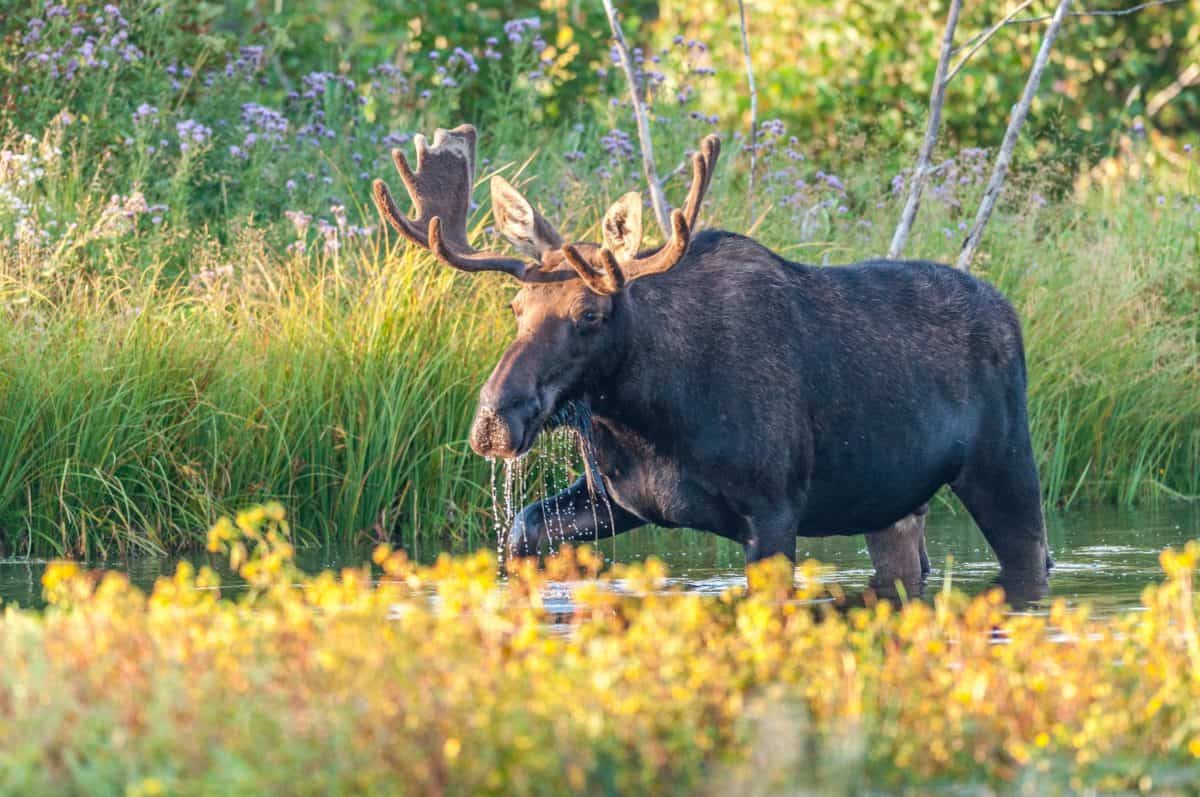 Where to see Moose in Maine?