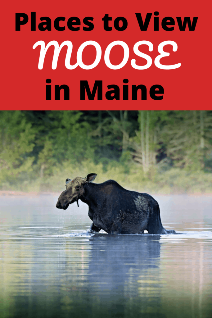 cow moose in marsh