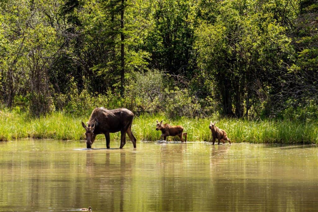 Cow moose in pond with calves