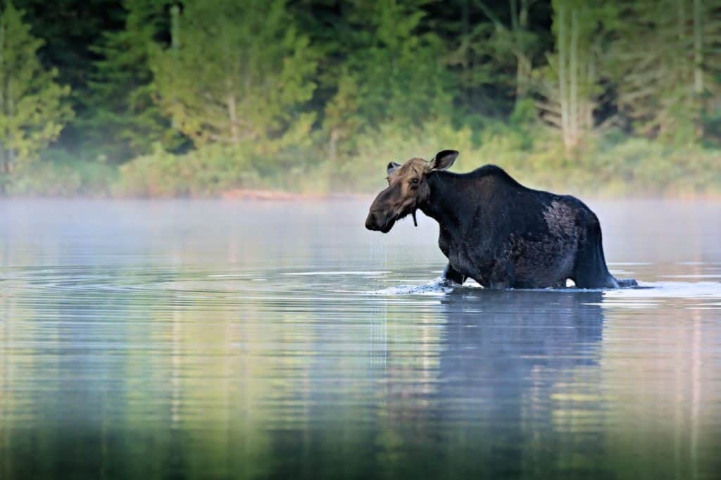 Moose in Sandy Stream Pond in Baxter State park
