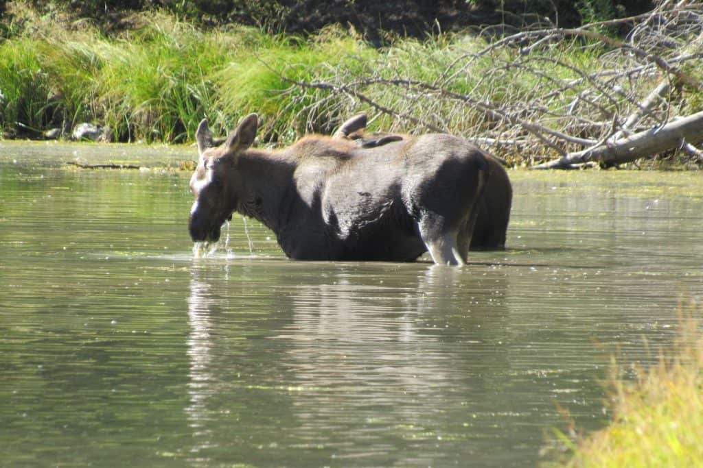 Moose on Fishercap Lake in Glacier National Park